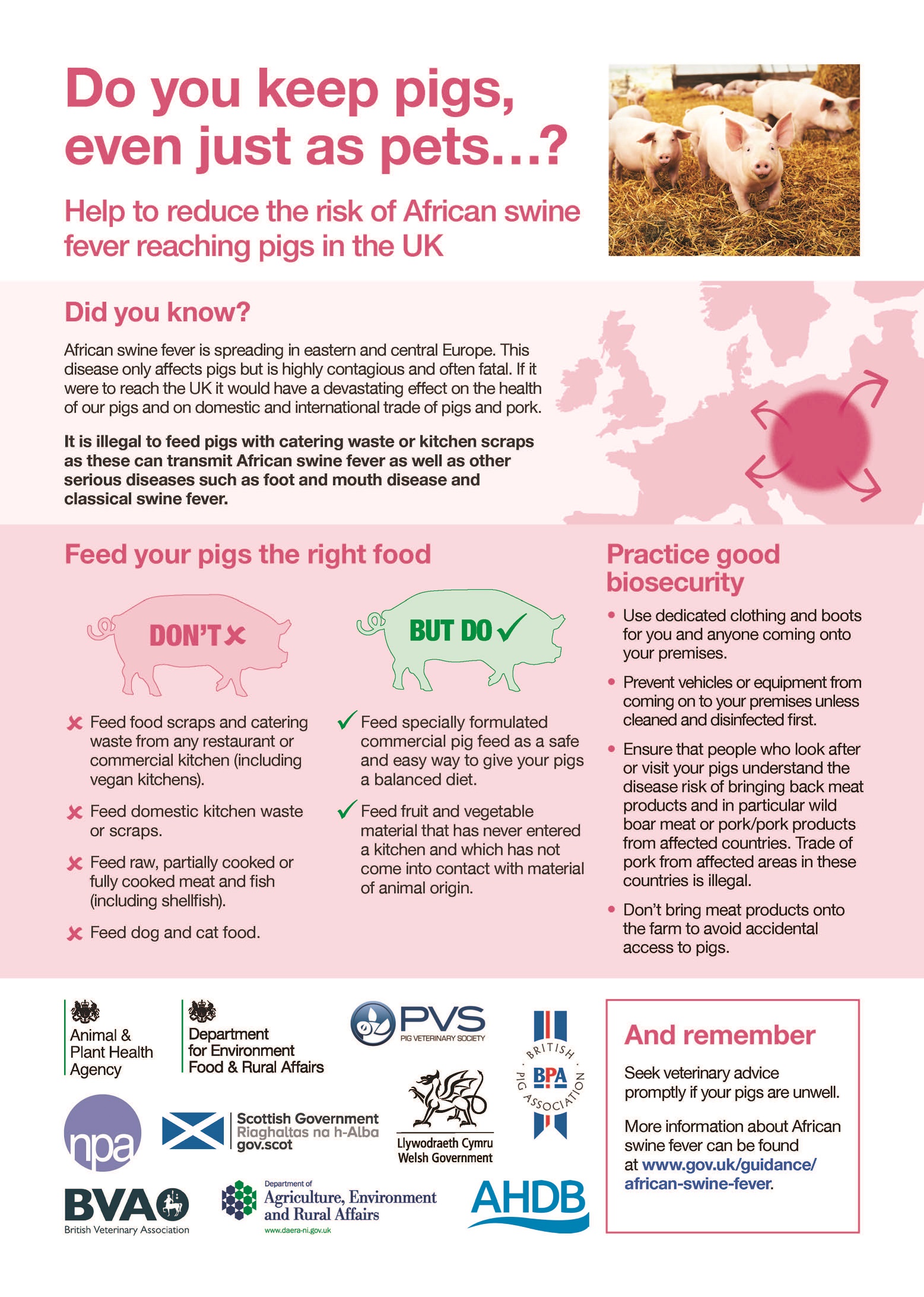 Pink APHA African Swine Fever poster